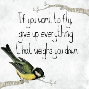 Fly and Soar in Premium